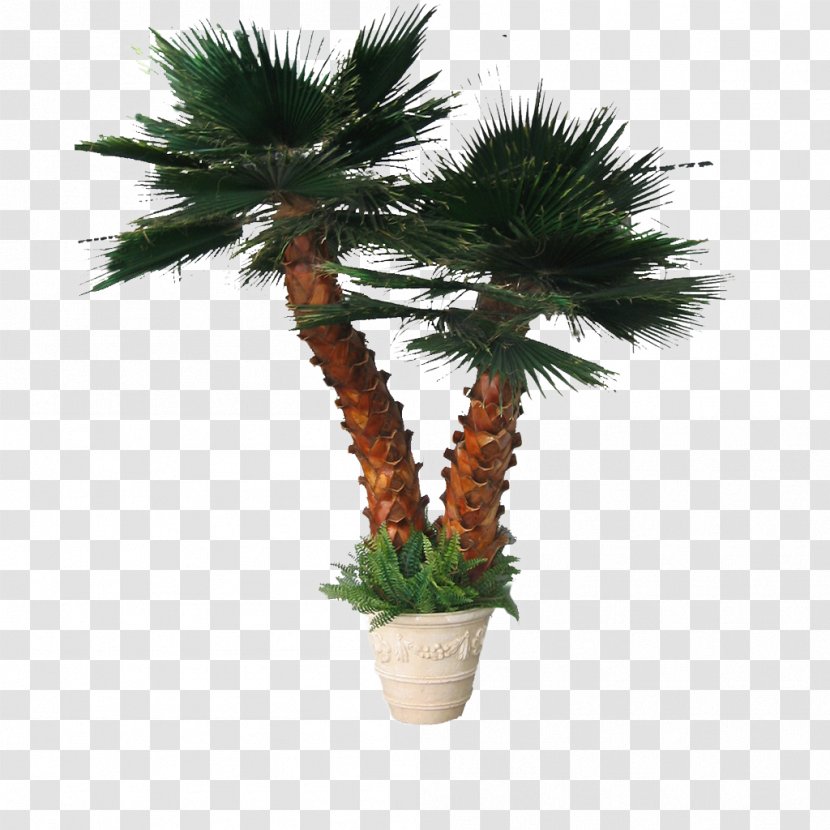 Arecaceae Tree Leaf Date Palm - Borassus Flabellifer Transparent PNG