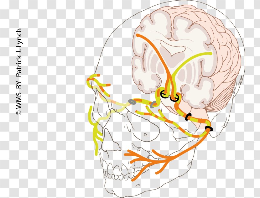 Facial Nerve Paralysis Human Anatomy - Heart - Ear Transparent PNG