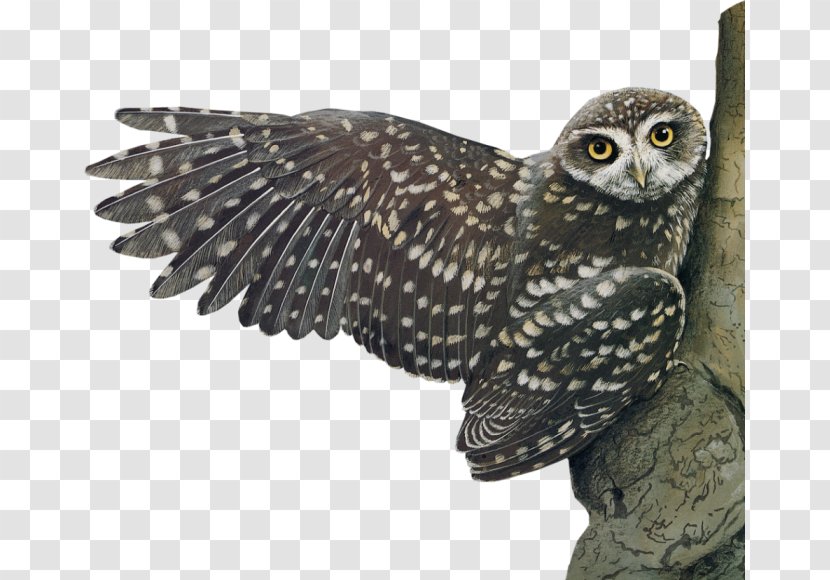 Little Owl Bird - Wing Transparent PNG