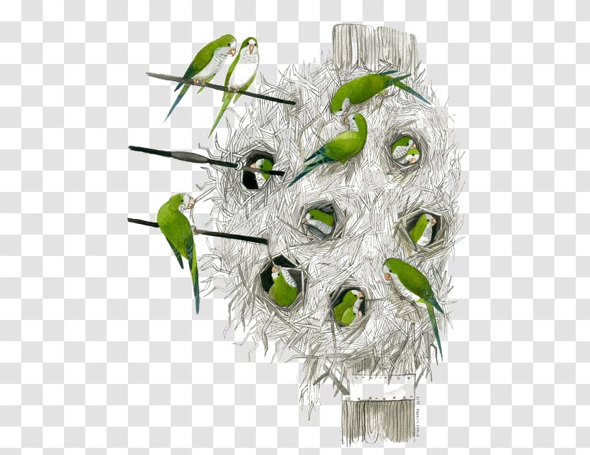 Bird Nest Monk Parakeet Parrot Transparent PNG