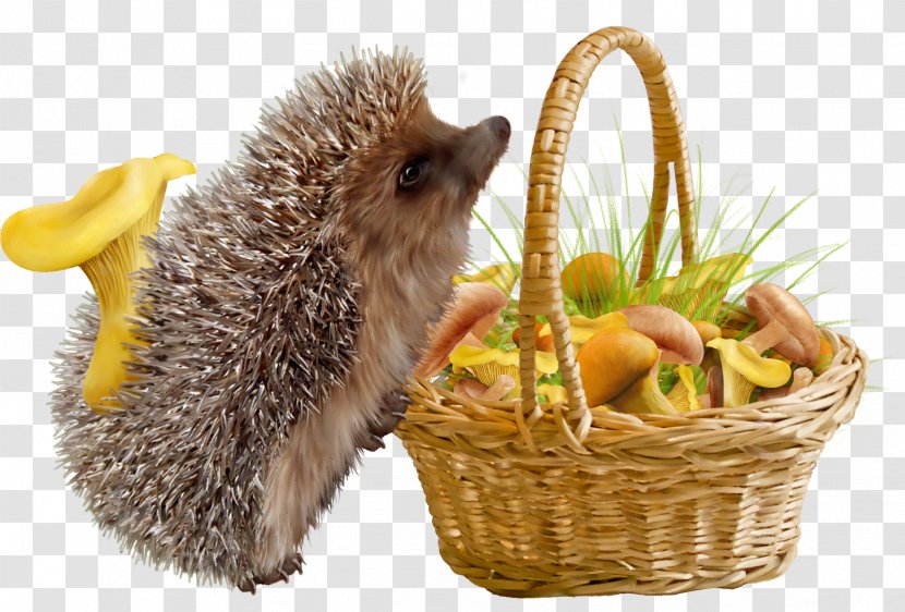 Domesticated Hedgehog - Dots Per Inch - And Baskets Transparent PNG