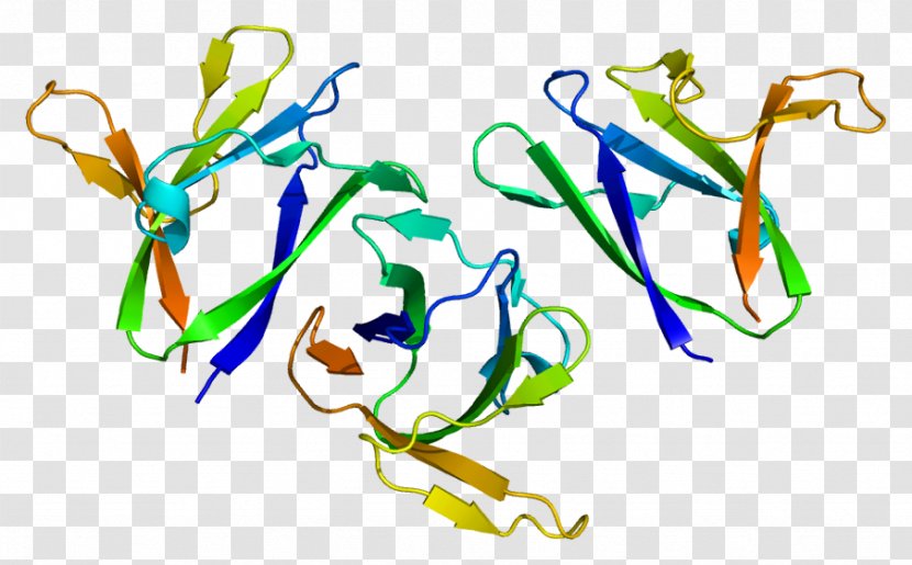 PRKAB1 AMP-activated Protein Kinase PRKAG1 Gene - Wikipedia Transparent PNG