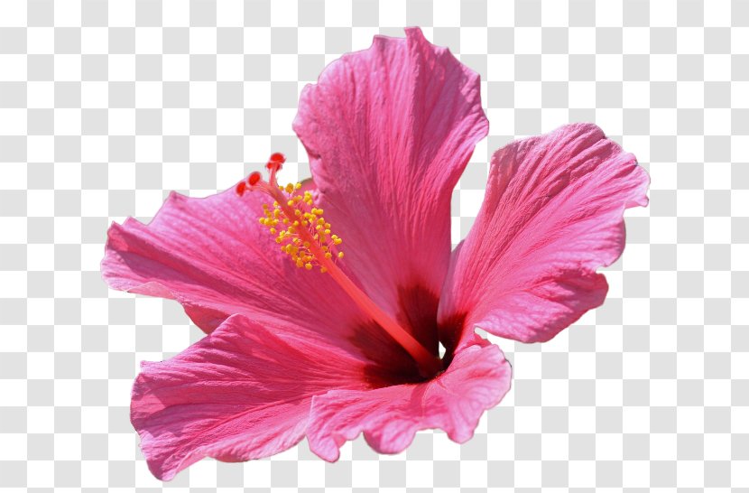 Shoeblackplant Flower Mallows Email Petal - Pink Transparent PNG