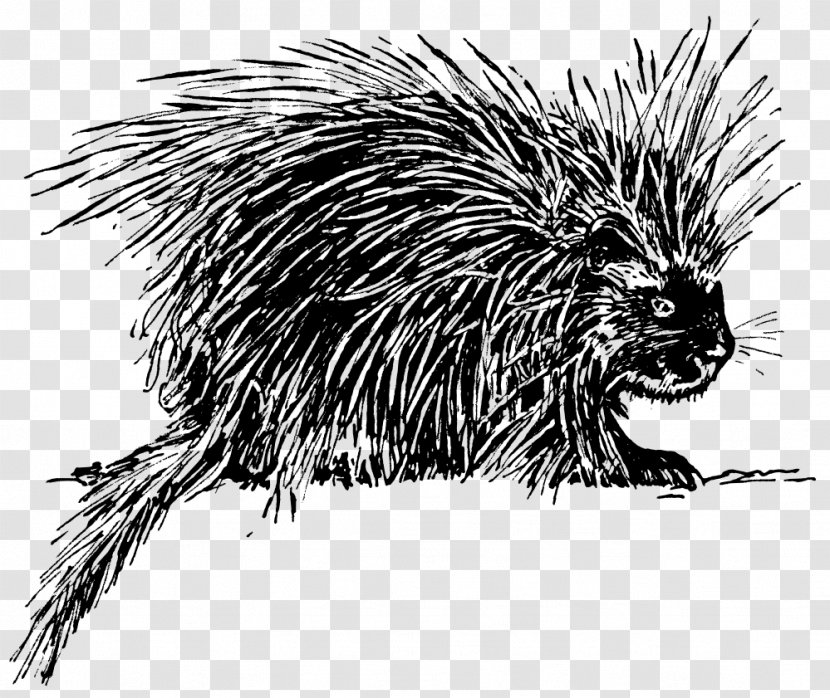 Hedgehog Porcupine Drawing Clip Art - Black And White Transparent PNG