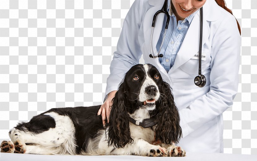 english springer spaniel and cats