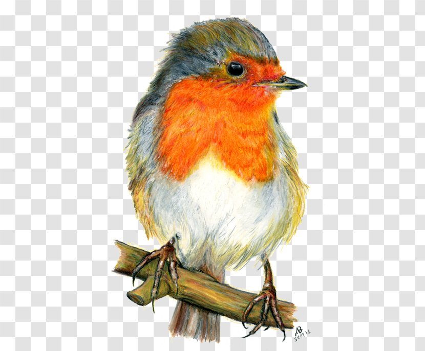 European Robin Bird Drawing Watercolor Painting - Songbird - Animals Transparent PNG