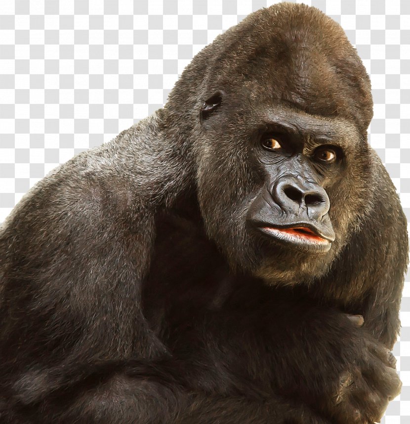 Western Gorilla Ape Primate Chimpanzee - Image File Formats Transparent PNG