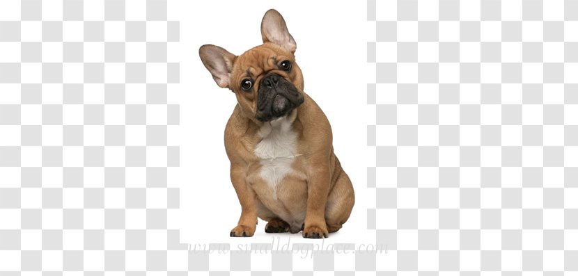 French Bulldog English Toy Terrier Cat Pet Veterinarian - Dog Breed Transparent PNG