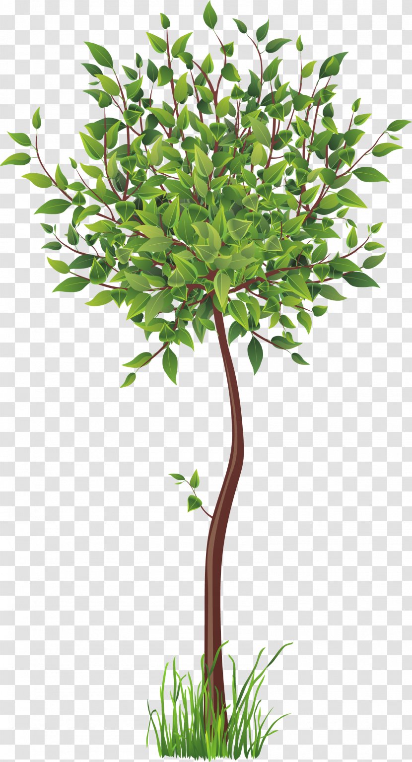 Root Tree - Plant Transparent PNG