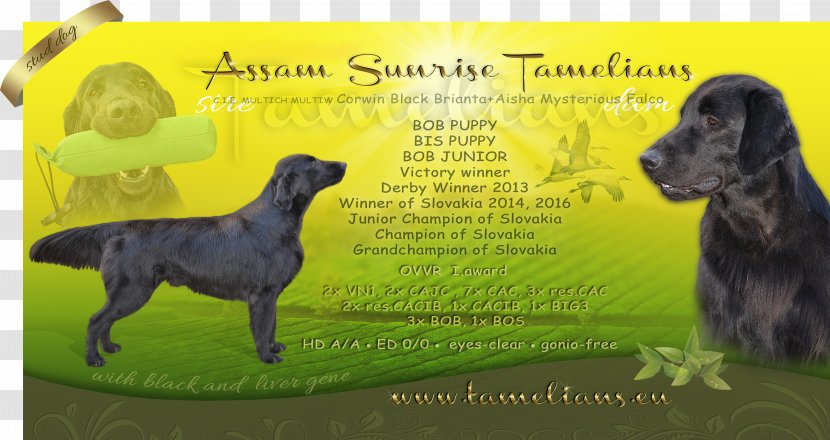 Dog Breed Great Dane Sporting Group Obedience Training Advertising - Assam Transparent PNG