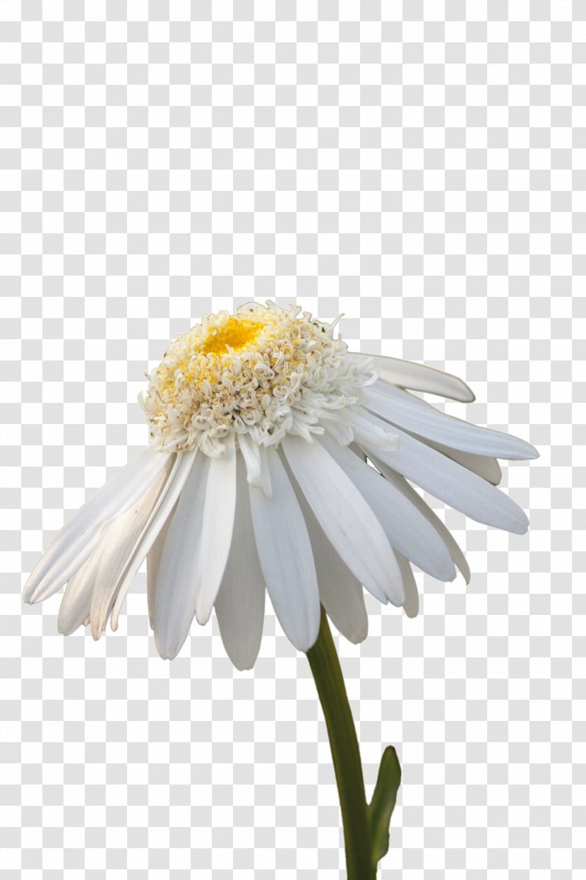 Flower White Common Daisy Stock Photography Wallpaper - Yellow - Chrysanthemum Transparent PNG