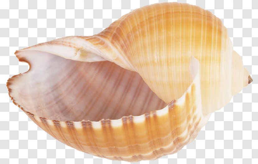 Seashell Conch Sea Snail Clip Art - Clam Transparent PNG