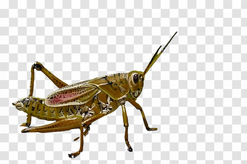 Insect Locust Cricket-like Insect Grasshopper Cricket Transparent PNG