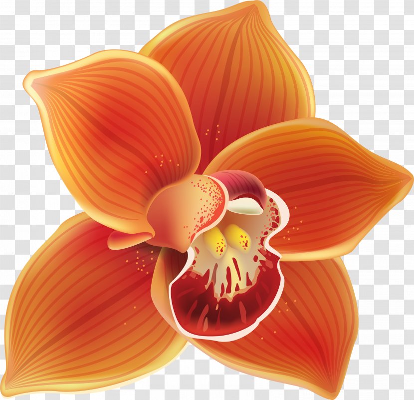 Orange - Yellow - Closeup Orchid Transparent PNG