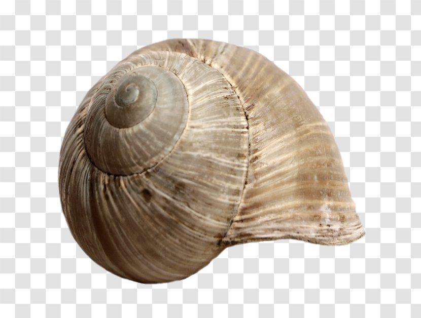 Seashell Snail Gastropod Shell Mollusc - Cockle - Conch Creative Transparent PNG
