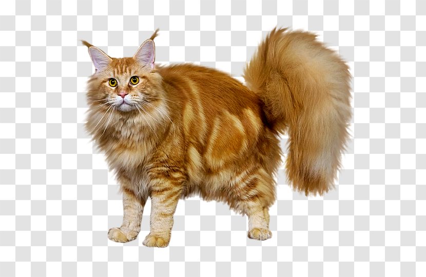 Maine Coon Norwegian Forest Cat Kurilian Bobtail Cymric Whiskers - Hasky Transparent PNG