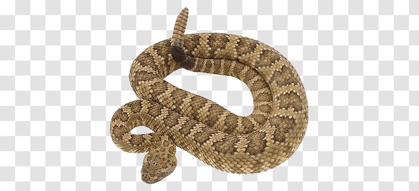 Rattlesnake Vipers Clip Art - Crotalus Durissus - Snake Transparent PNG