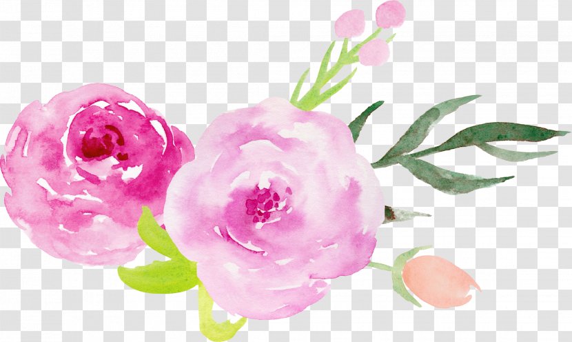 Wedding Invitation Centifolia Roses Garden Pink Flower - Plant - Hand-painted Watercolor Decorative Elements Transparent PNG