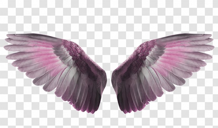 Bird Flight Wing - Purple - Wings To Fly Transparent PNG