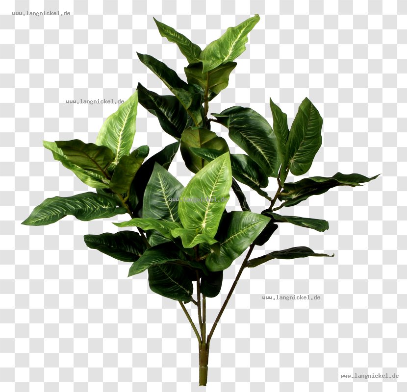 Green Leaf Branch Weeping Fig Food - Flowerpot Transparent PNG