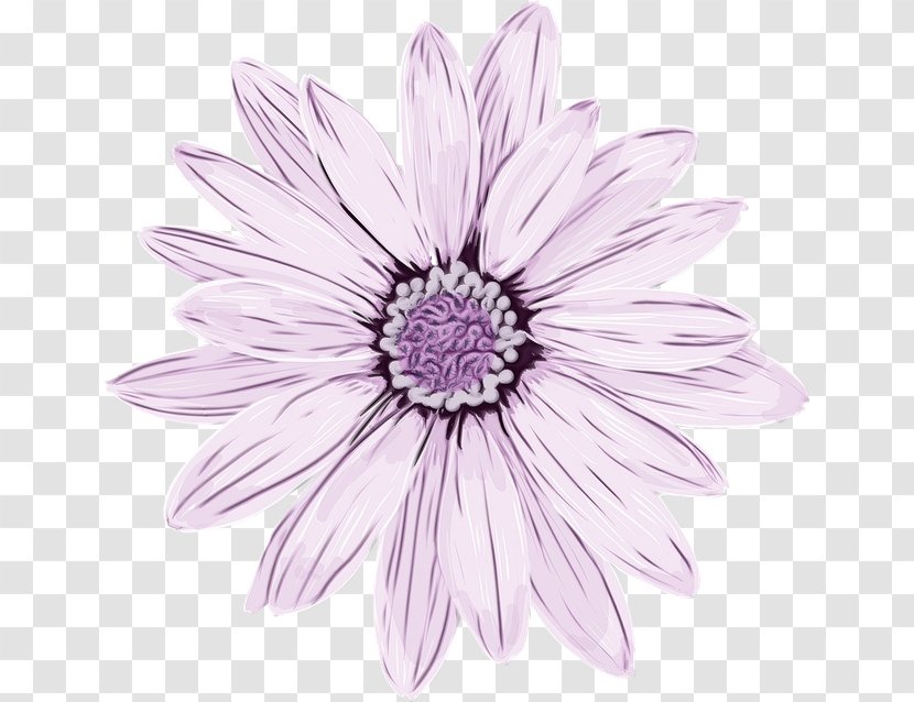 Flowers Background - Wildflower - Barberton Daisy Annual Plant Transparent PNG
