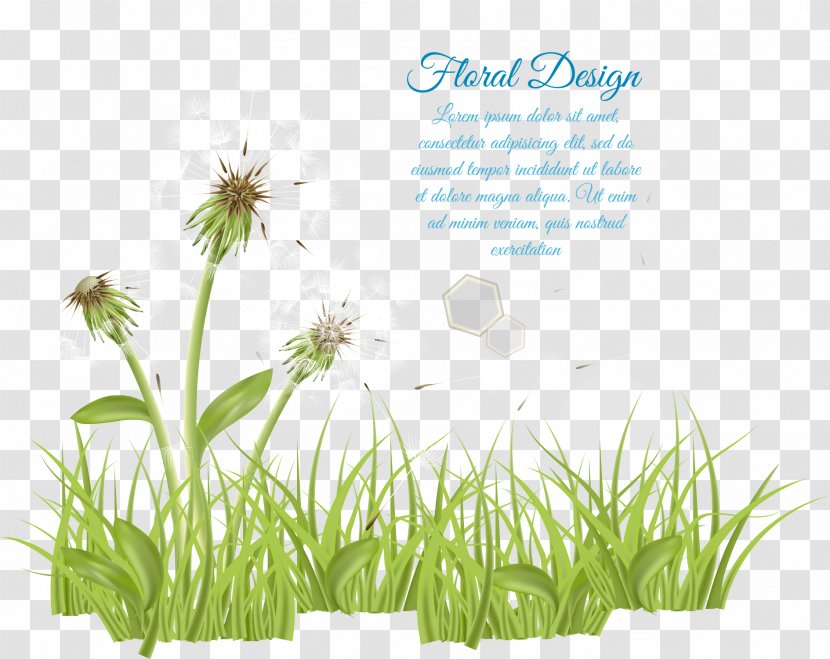 Euclidean Vector Illustration - Vecteur - Wild Dandelion Transparent PNG