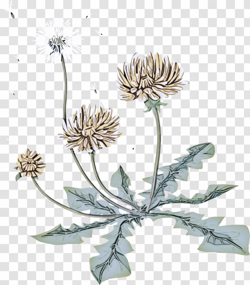 Flowering Plant Flower Globe Thistle Parsley Family - Heracleum Wildflower Transparent PNG