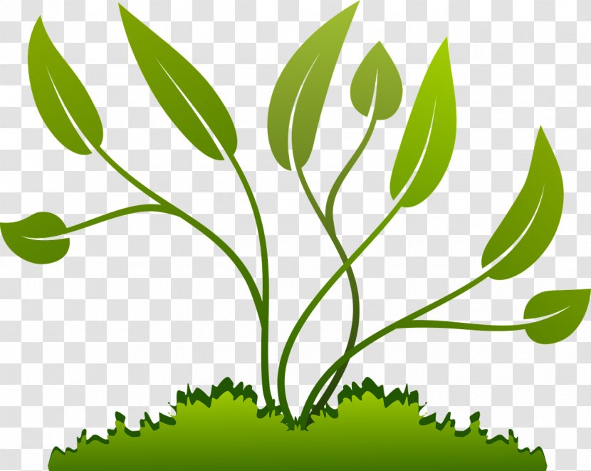 Plant Seed Clip Art - Branch - Eggplant Transparent PNG