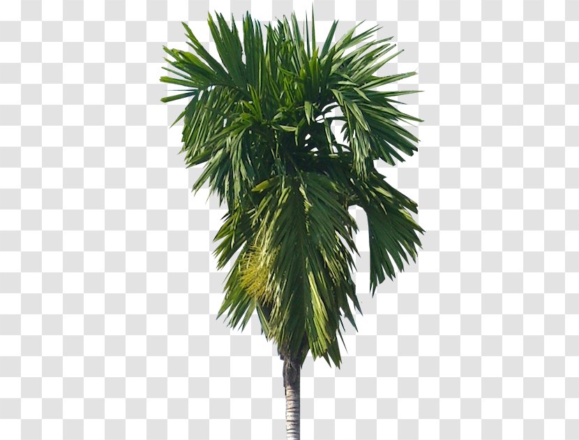 Areca Palm Arecaceae Nut Tree Catechu Transparent PNG