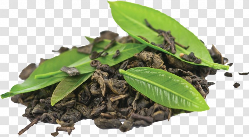 Coffee Bean Green Tea Black - Herb Transparent PNG