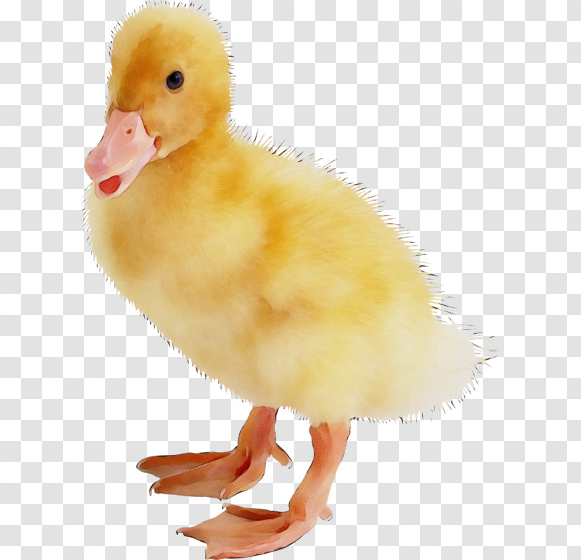 Bird Duck Water Bird Beak Ducks, Geese And Swans Transparent PNG