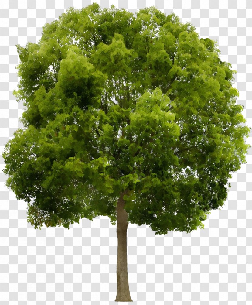 Fruit Tree - Stump Grinder - Plant Stem Maple Transparent PNG