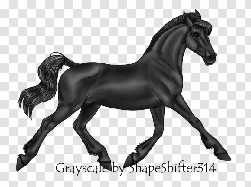 Stallion Mustang Pony Foal Mare - Equestrian Transparent PNG