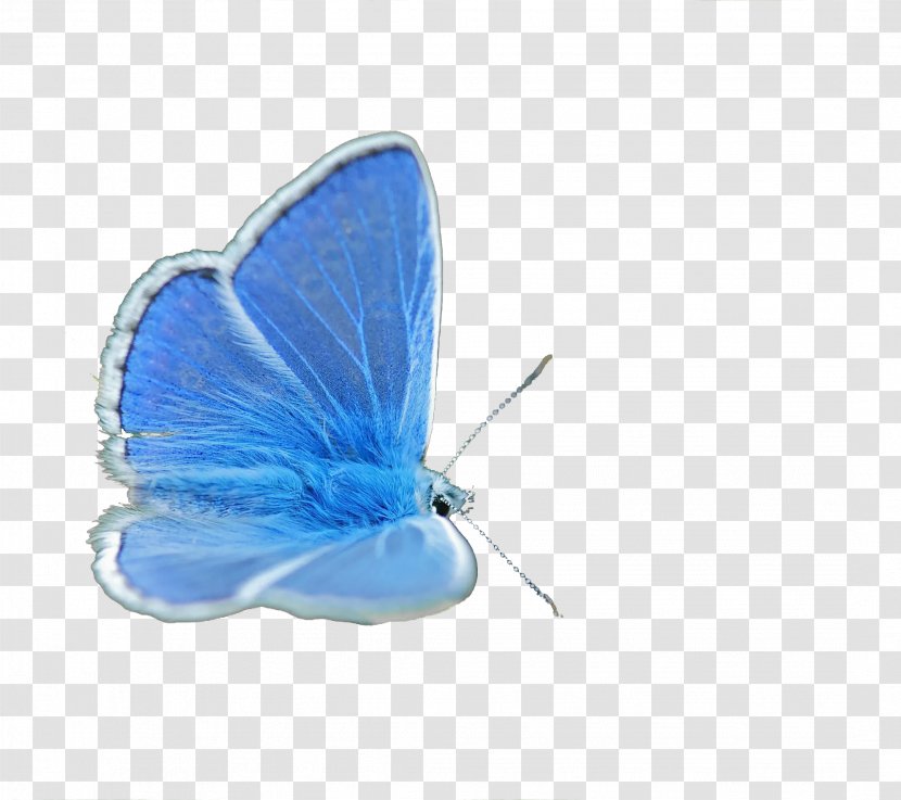 Butterfly Insect Lycaenidae Blue - Moth Transparent PNG
