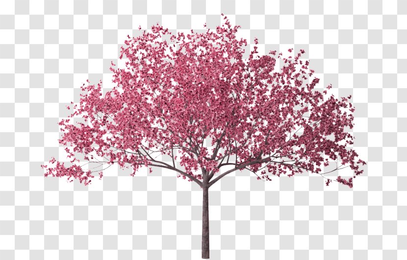 Cherry Blossom Tree Branch Transparent PNG