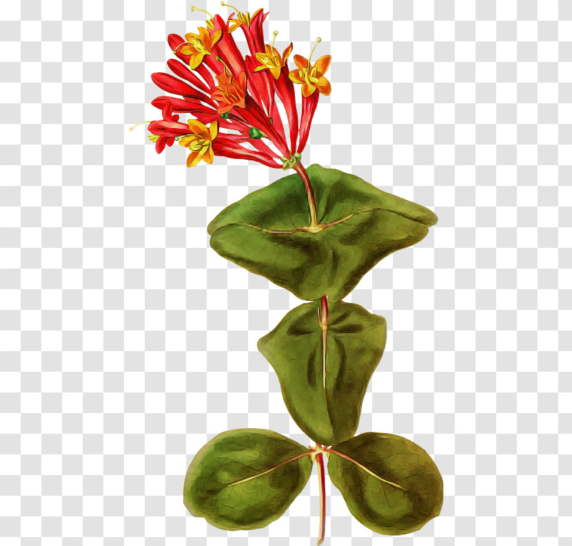 Flower Plant Leaf Houseplant Terrestrial Plant Transparent PNG