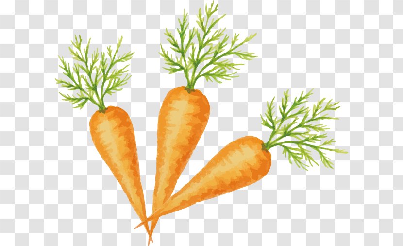 Carrot Vegetable Fruit - Daucus Carota - Gouache Vector Material Transparent PNG