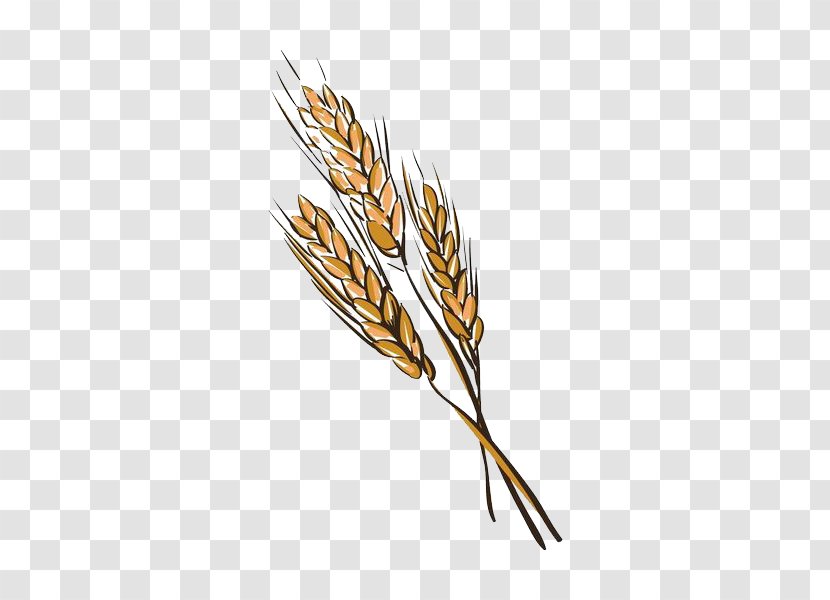 Euclidean Vector Illustration - Commodity - Hand Painted Wheat Transparent PNG