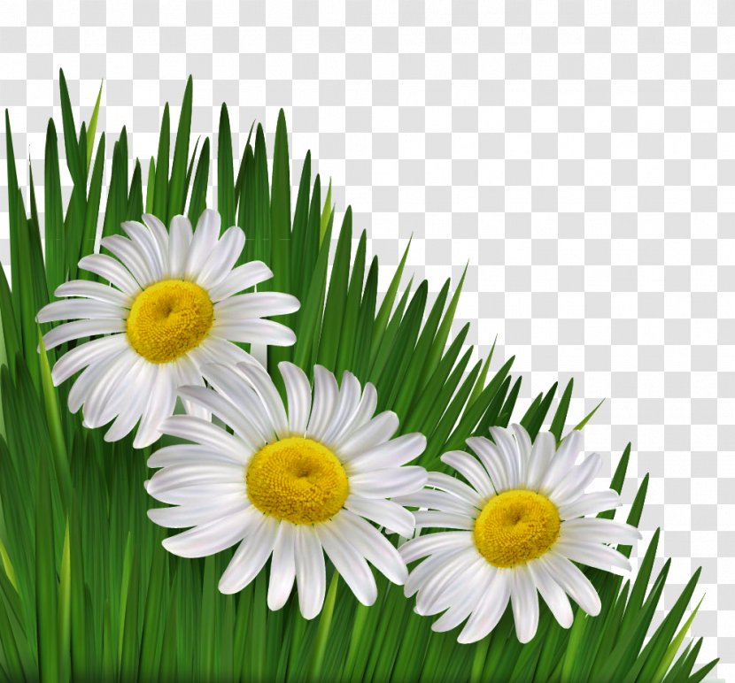 Common Daisy Flower Chamomile Royalty-free - Hang White Chrysanthemum Picture Material Transparent PNG