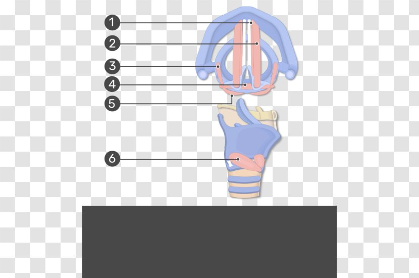 Muscles Of The Larynx Anatomy Arytenoid Cartilage Sagittal Plane - Watercolor - Thyroid Transparent PNG