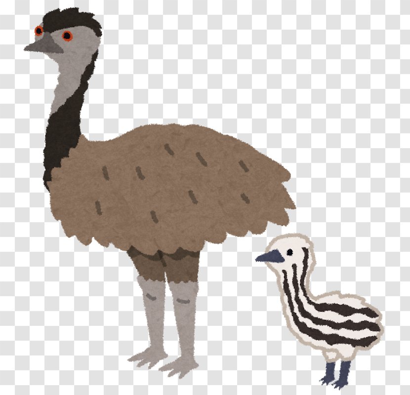 Common Ostrich Emu Flightless Bird Chicken - New Zealand Transparent PNG