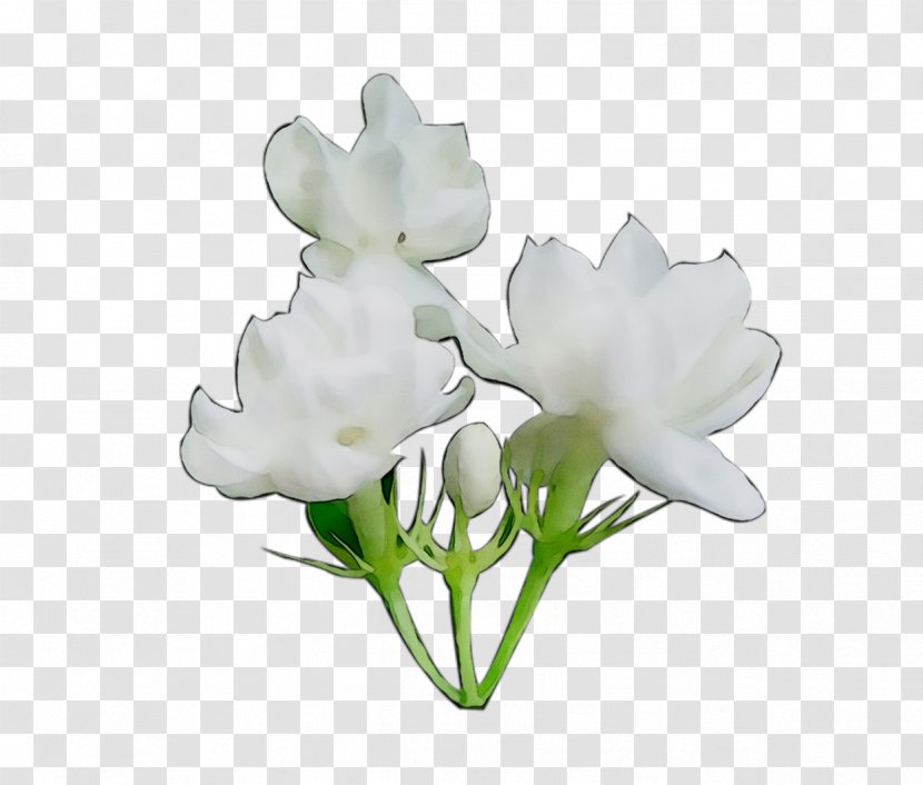 Cut Flowers Plant Stem Rose Herbaceous - Tulip - Sweet Pea Transparent PNG