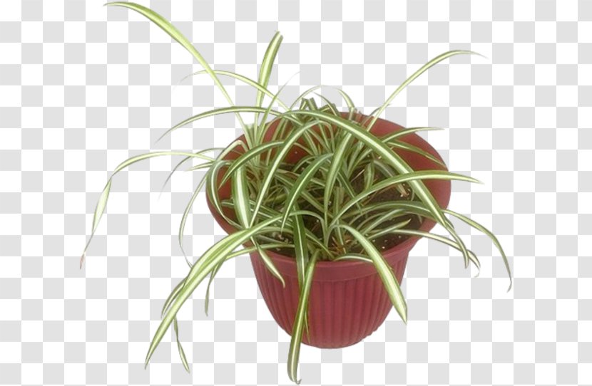 Flowerpot Houseplant Grasses HTTP Cookie - Http - Pflanzen Transparent PNG