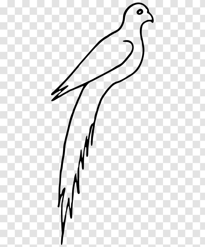 Beak Frigatebird Clip Art - Hawk - Bird Transparent PNG