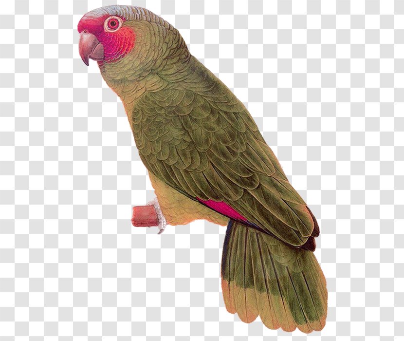Budgerigar Parrot Lovebird Painting - Pictures Transparent PNG