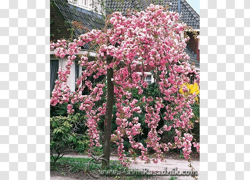 Yoshino Cherry Blossom Tree Prunus 'Kanzan' - Rose Family Transparent PNG