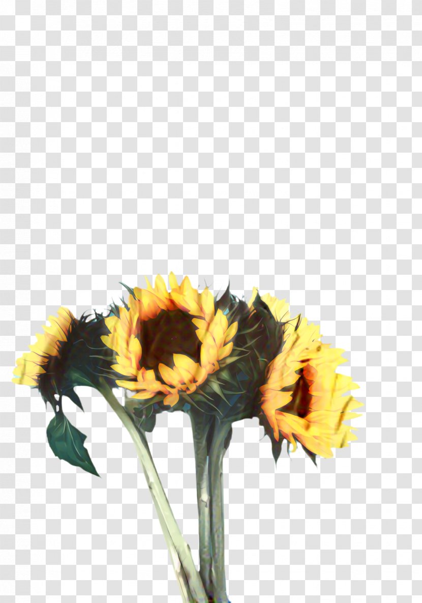Floral Flower Background - Petal - Calendula Daisy Family Transparent PNG