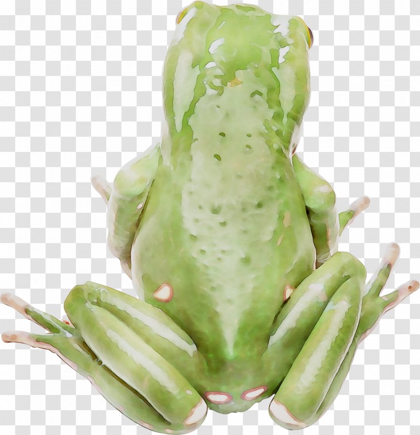 True Frog Tree Amphibians Toad Transparent PNG