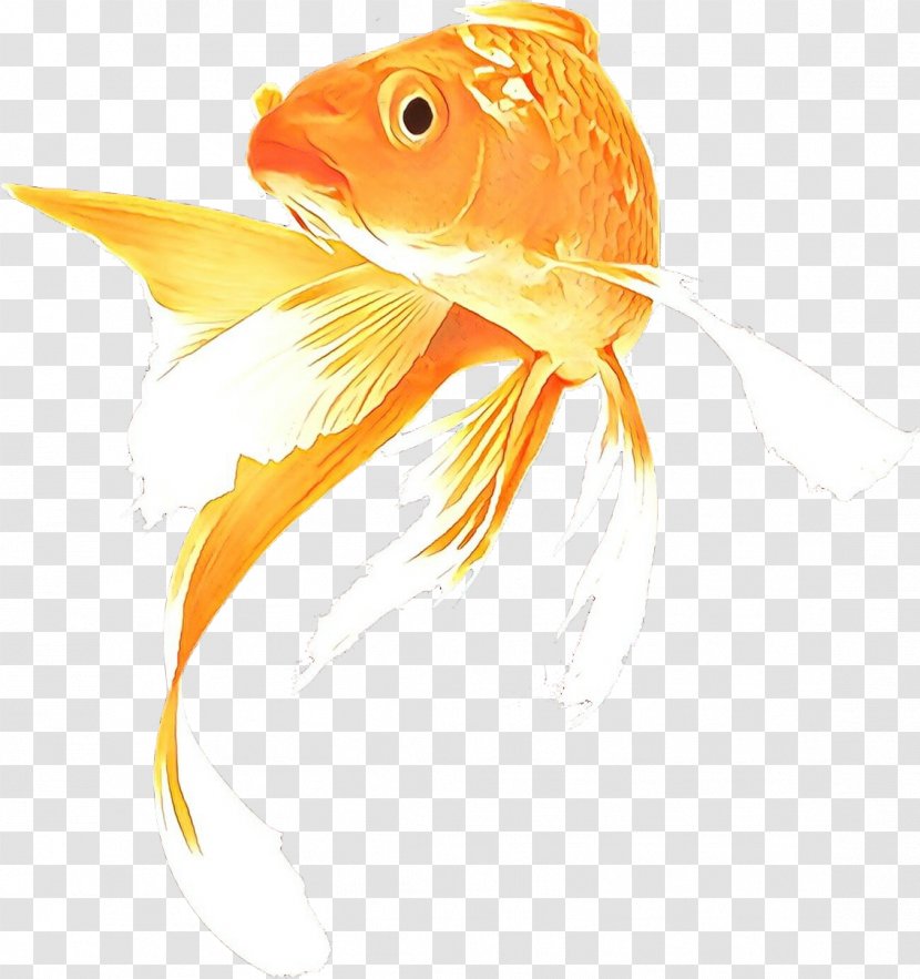 Pond Cartoon - Fish - Bonyfish Orange Transparent PNG
