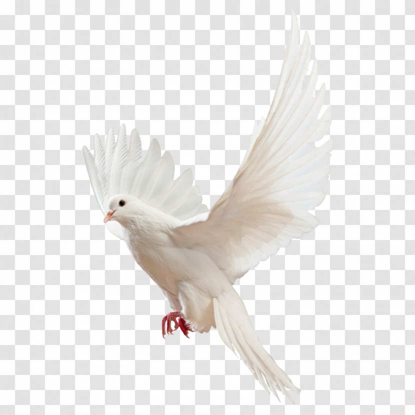 Homing Pigeon Columbidae Religious Studies: Philosophy Of Religion And Ethics - Picture Material Transparent PNG